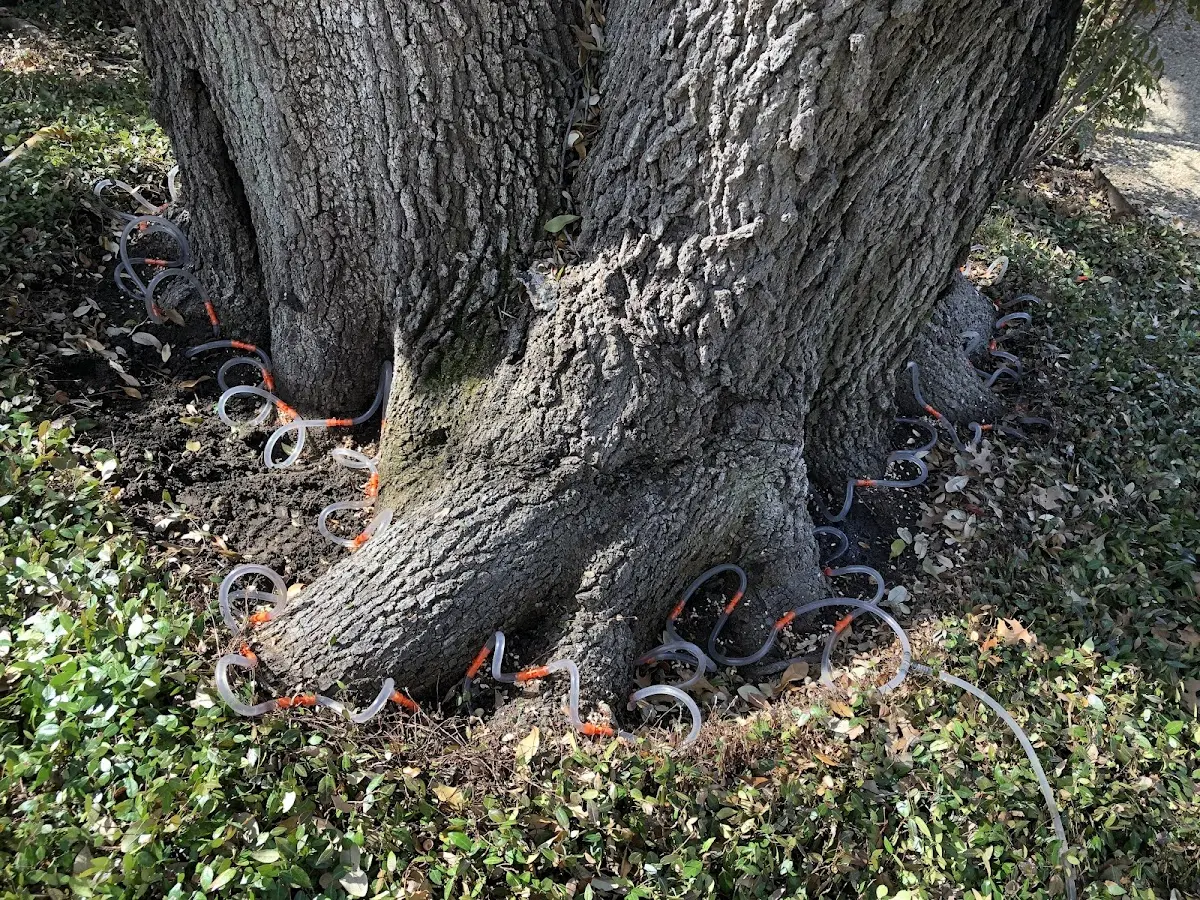 Detailed Shrub and Hedge Trimming job site in Grapeland